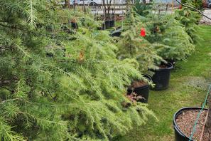 row of green deodar cedar trees for sale in san antonio texas at wilsons tree nursery