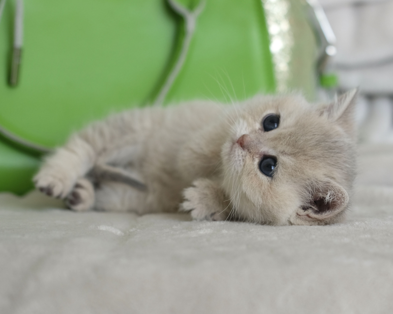 SILVERTALES CATTERY - British Shorthair, British Kitten