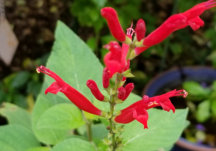Houston Botanic Garden Ticket Request