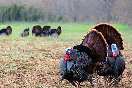 Territoires-Chasse-chevreuil-Shoote-ca