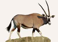 Hunting Oryx South Africa