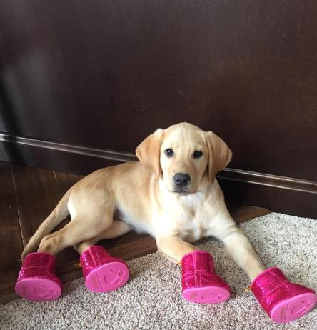 english labrador puppies for sale