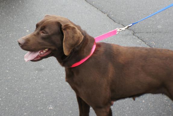 Adoptable Labs