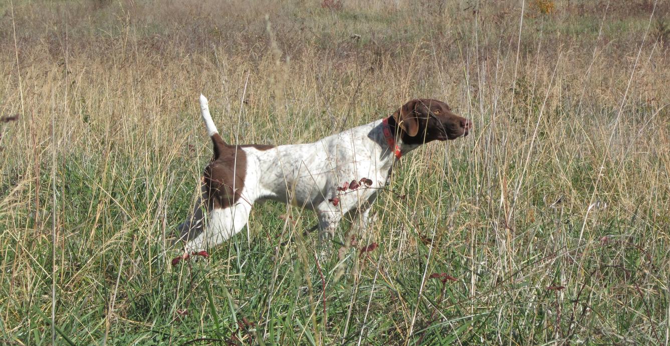 Burr discount creek kennels