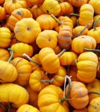 Photo of mini pumpkins