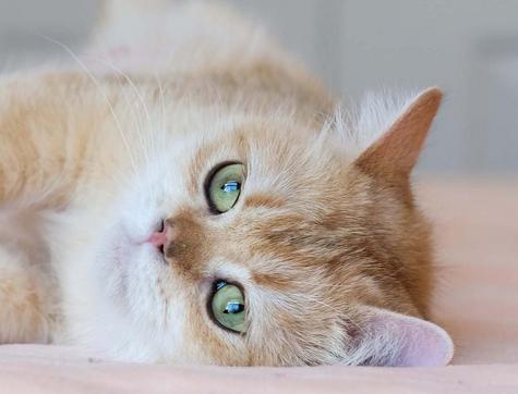 British Shorthair Longhair Cats Kittens