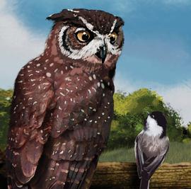 Scott Cook, Illustration
