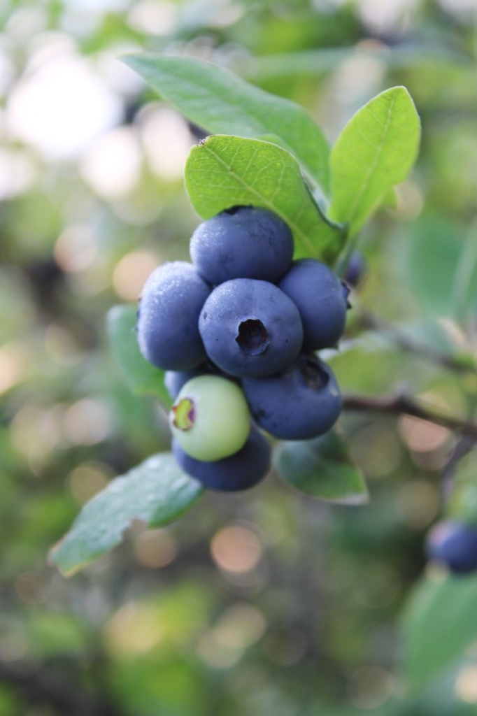 Gorgeous Glossy 10-Min Blueberry Glaze - The Toasted Pine Nut