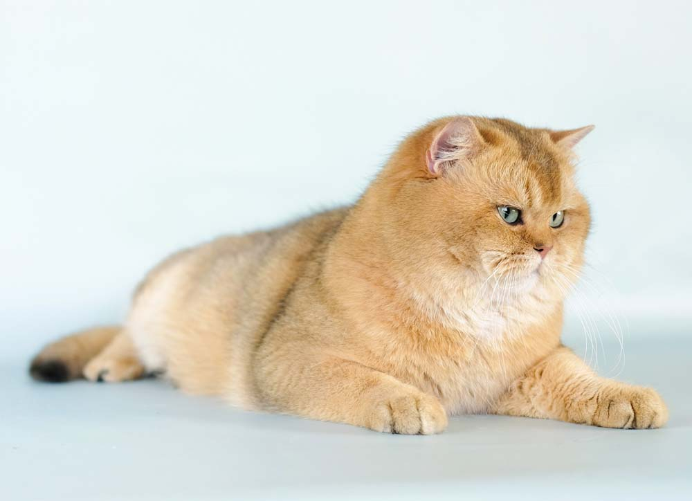 British Shorthair Longhair Cats Kittens