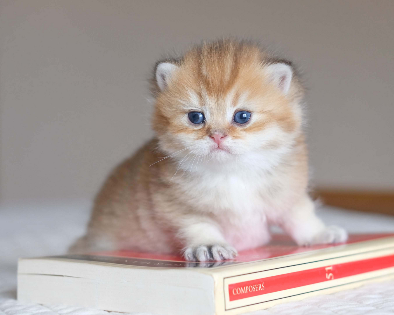 British Shorthair Longhair Cats Kittens