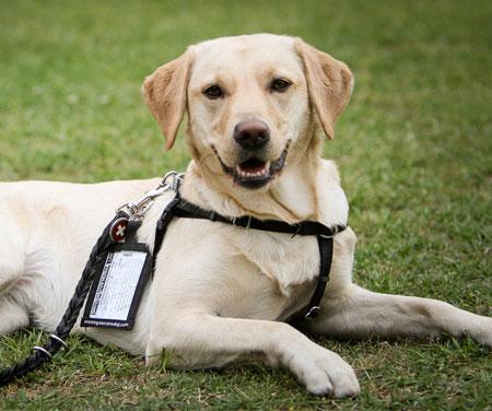 diabetic service dogs chattanooga