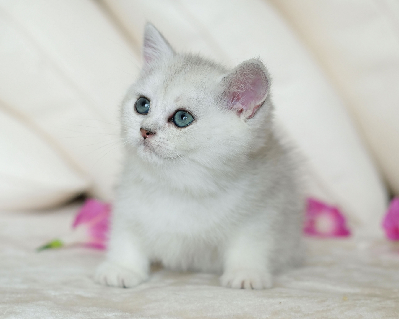 British Shorthair Longhair Cats Kittens