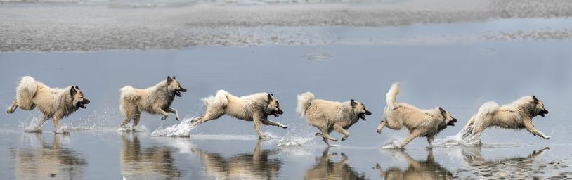 Eurasier Breed