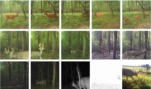 Trail Camera Gallery