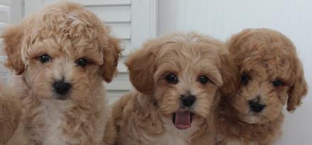APRICOT AND RED MALTIPOOCHON PUPPIES FOR SALE