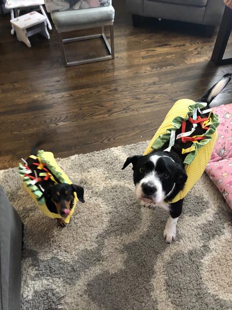 Taco Dogs- Hank and Handsy
