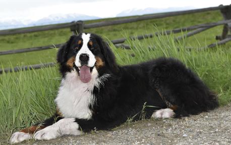 Bernese Tricolor