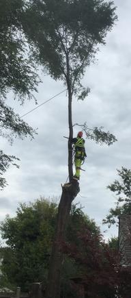 Hamilton Mountain Tree removal, Tree Topping, Tree expert about to top tree