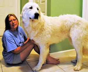 Great pyrenees clearance dog price