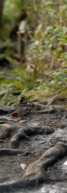 Home Www Middlepathcounseling