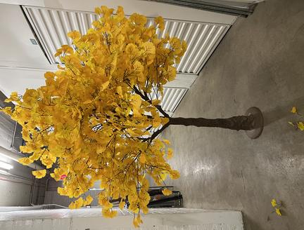 Yellow Fall foliage tree for rent