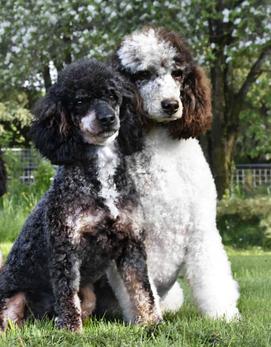 Tricolor Poodle