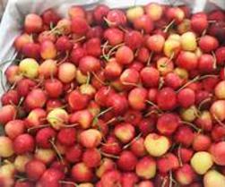 Cherry vàng, cherry Mỹ, hoa quả nhập khẩu tại hà nội