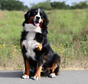 Lulu Bernese Mountain Dog