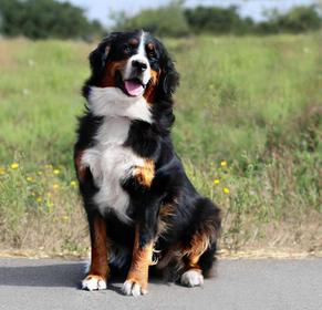 Lulu Bernese Mountain Dog