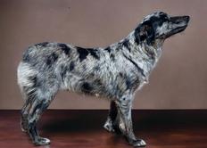 Blue merle