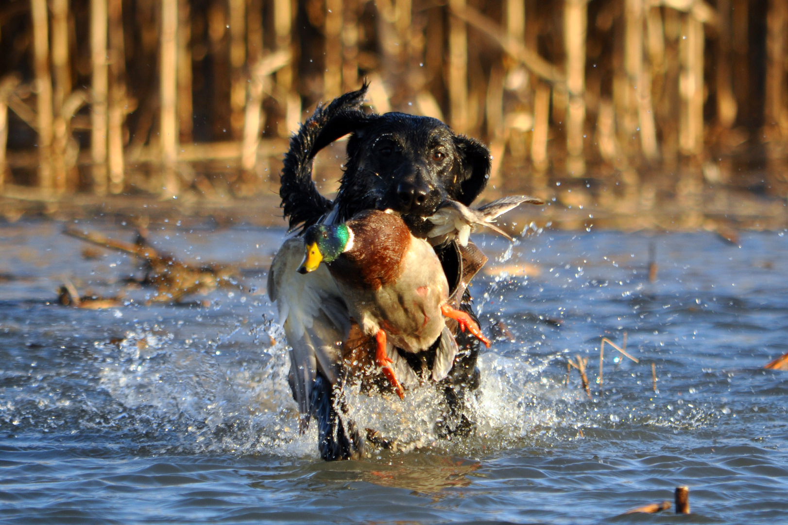 Finished waterfowl dogs for hot sale sale