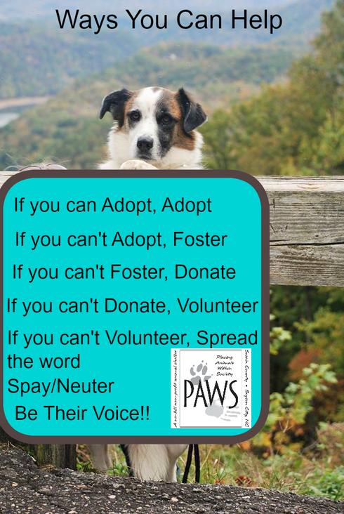 Adopt an Animal, Ways to Give