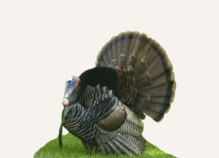 Hunting Turkey Minnesota