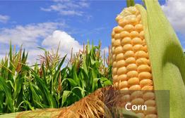 Corn