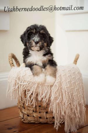 Tri-color-Bernedoodle-from-Utah-Bernedoodles