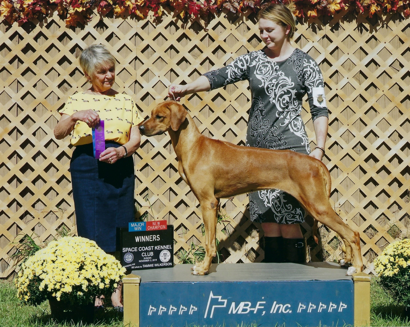 Kengali rhodesian hot sale ridgebacks