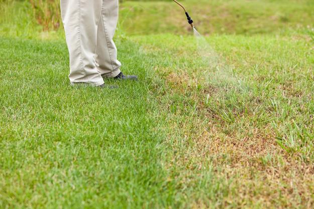 Watering A Dying Lawn Because Of Rock Salt