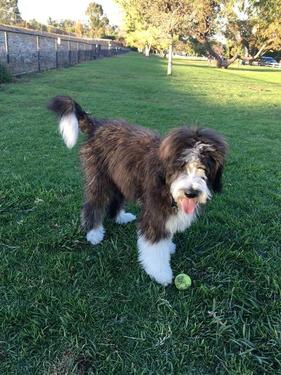 Brindle Bernedoodle Puppy