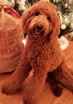 Houston best sale golden doodle