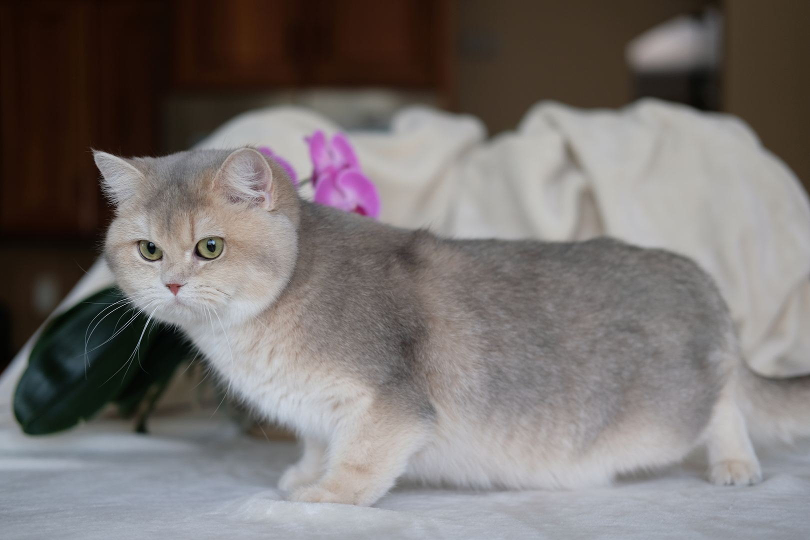 British Shorthair Longhair Cats Kittens