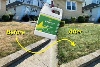 DIY Grass paint to quickly and easily improve curb appeal. www.DIYeasycrafts.com
