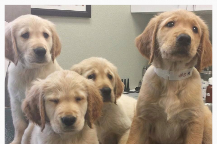 Retriever puppies hot sale for adoption