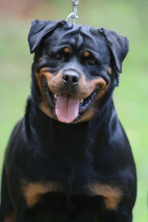 WESTERN FAMILY RANCH Our Dogs AKC ROTTWEILER GERMAN LINES docked tails ...