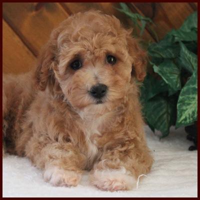 bichpoo puppy for sale near me