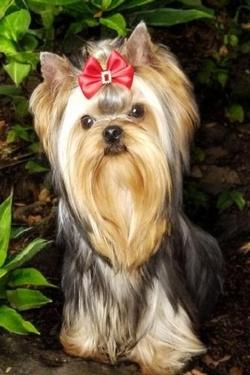Honeybee, honey bee, Honeybee Yorkies, Yorkie puppy, yorkie puppies, Yorkies in MS for sale, Yorkies near me, Yorkshire Terrier, Yorkshire Terriers, Yorkies for sale