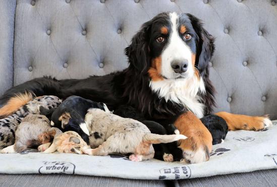 Barbie Bernese Mountain Dog