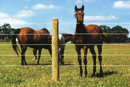 horses fenced in a pasture, we have the wire, boards and supplies to make it happen