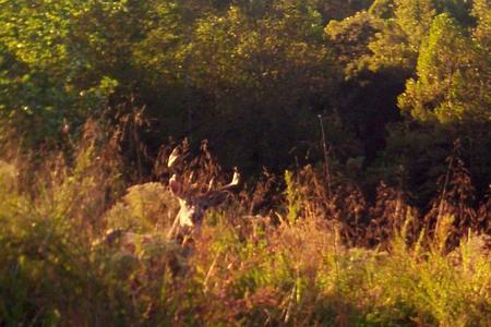 Kentucky trophy buck