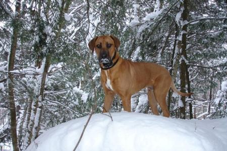 Rhodesian Ridgeback Puppy - Jack