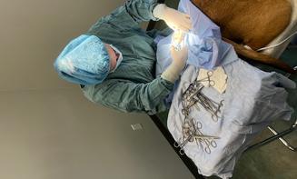 Dr. Langan performing abdominal surgery on small animal patient
